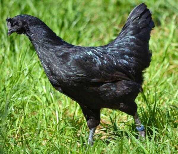 Ayam Cemani: Eine seltene Huhn Rasse ist schwarz innen nach außen
