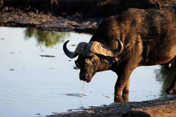 Bison Vs Buffalo Was Ist Der Unterschied